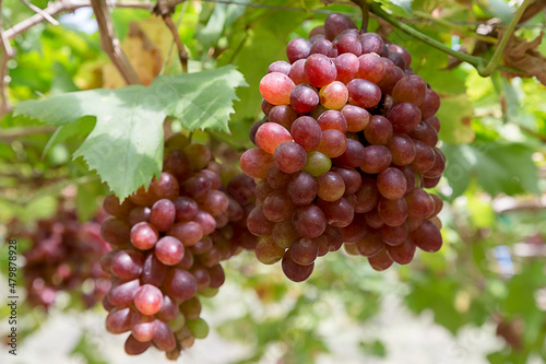 ฺBunch of grapes in the field waiting to be harvested.