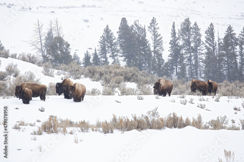 Group of bison walking through Lamar Valley © Jonathan Steele