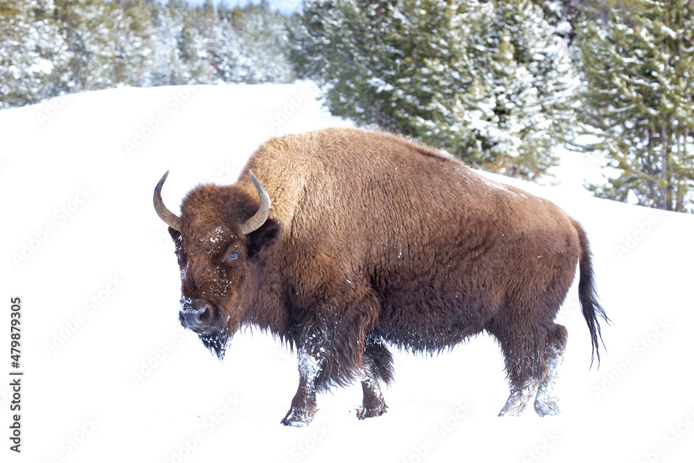Solo bison walks the roads of Yellowstone National Park Solo bison walks the roads of Yellowstone National Park