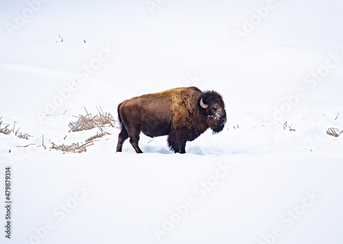Bison pausing in a snowy field of Yellowstone