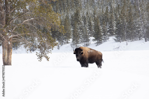 Bison standing by a tree in a snow covered field of Yellowstone National Park