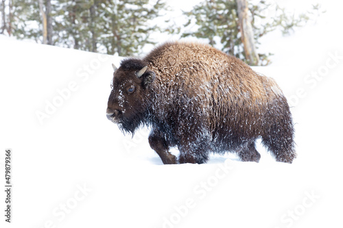 Fighting the snow, a Yellowstone National Park bison walks into the snowstorm