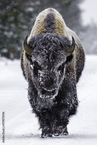 Snow covered Bison walking the road in Yellowstone National Park
