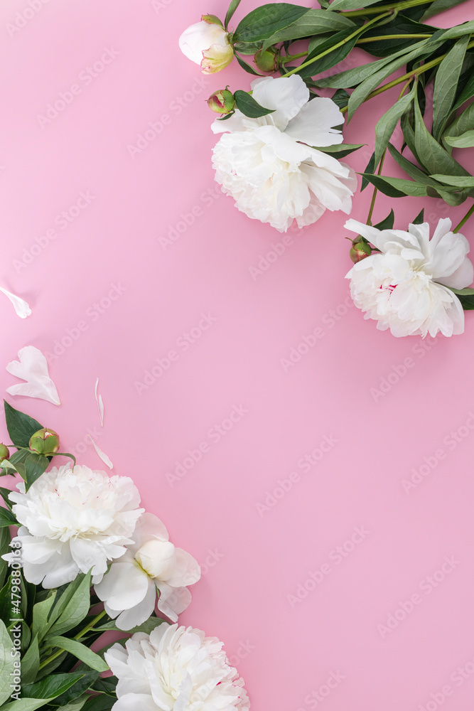 White pion flower on pink background.
