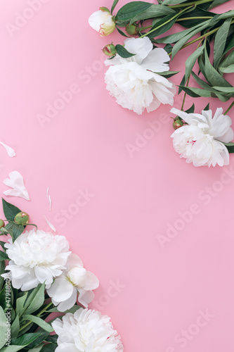 Fototapeta Naklejka Na Ścianę i Meble -  White pion flower on pink background.