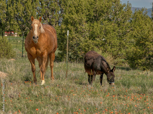 Livestock on a colorado ranch