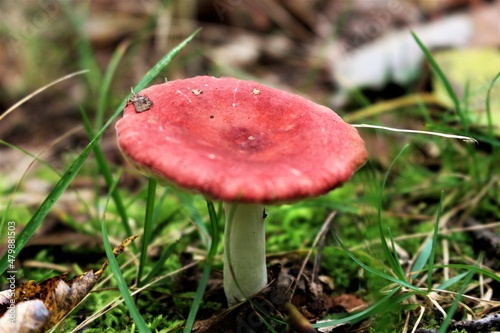 red mushroom in the forest