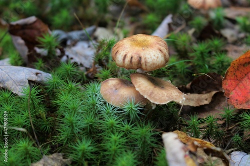 Forest floor view 