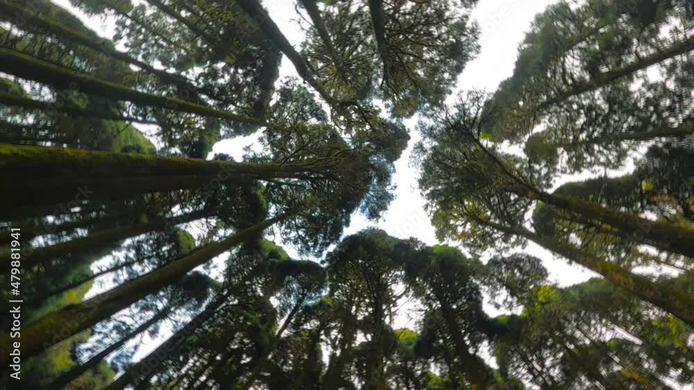 bottom up view of beautiful pine forest of sikkim himalaya. cinematic footage of treeline in wide angle. big tall trees covered in moss.