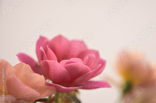 薔薇の花（ヌードカラー、ピンク）
