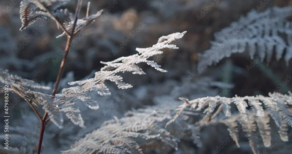 Closeup frozen ferns at dawn. Early morning, frost icy plants. Plants garden during cold winter. Closeup frozen ferns at dawn. Early morning, frost icy plants. Plants garden during cold winter.