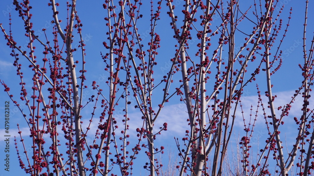 red flower spring tree