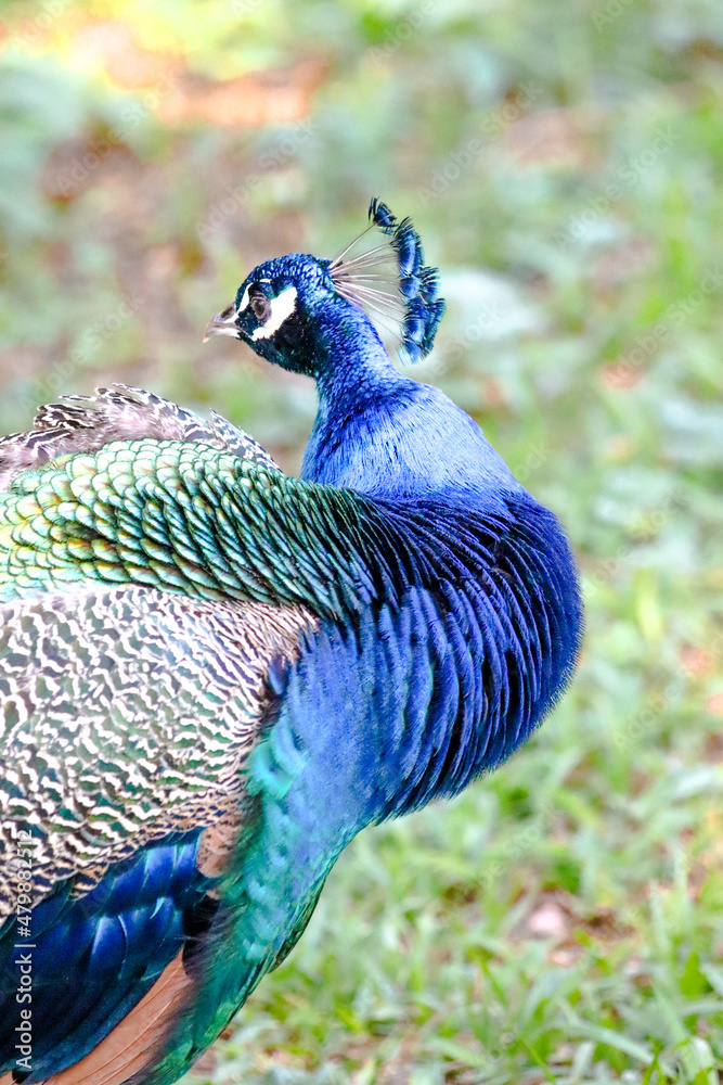 Fototapeta premium Image of a bird animal made in a zoo in Brazil