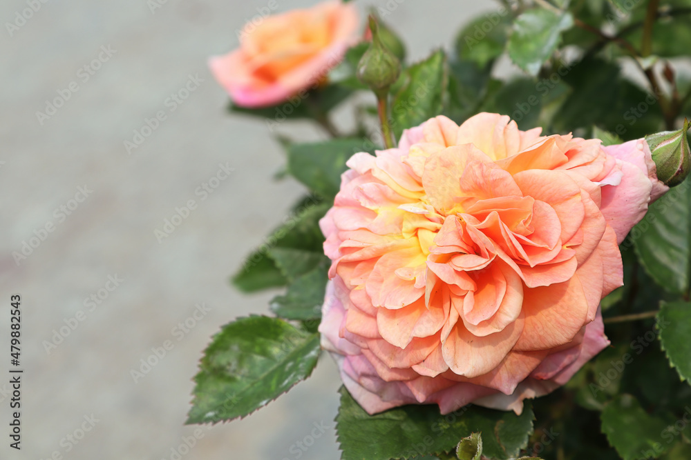 Closeup of peach colored rose flowers on a plant Closeup of peach colored rose flowers on a plant