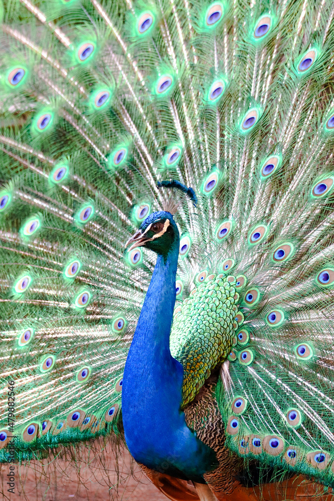 Fototapeta premium Image of a bird animal made in a zoo in Brazil