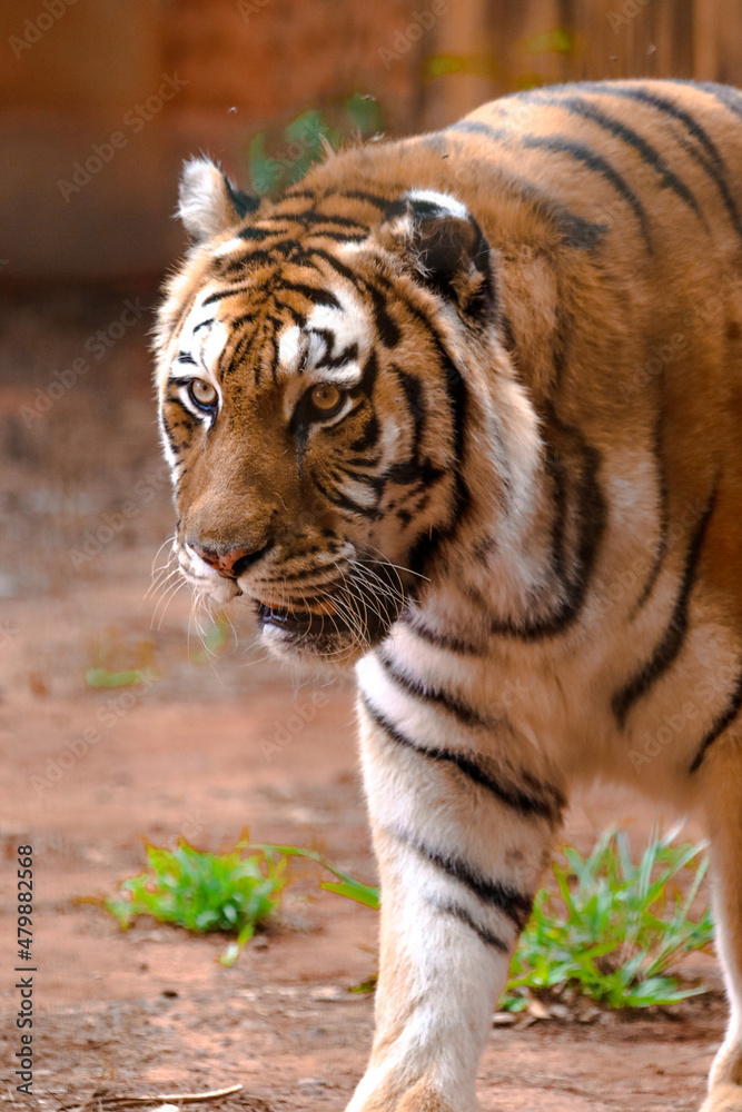 Fototapeta premium Image of tiger animal made in a zoo in Brazil