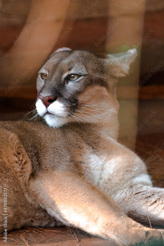 Naklejka premium Image of a puma animal made in a zoo in Brazil