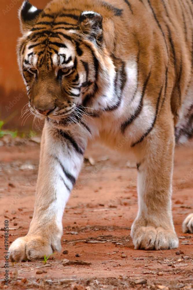 Fototapeta premium tiger in the zoo