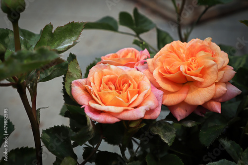 Closeup of peach colored rose flowers on a plant