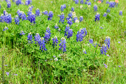 Blue Bonnets in a Texas field during a wonderful spring day.