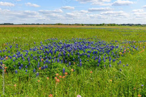 Blue Bonnets in a Texas field during a wonderful spring day.
