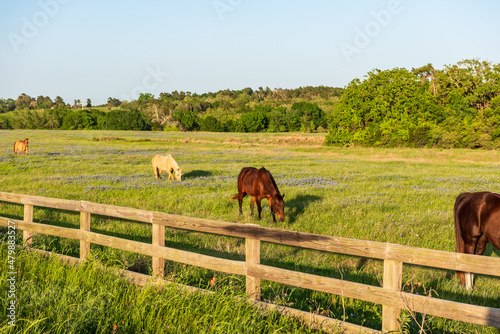 Horses in a Texas Field of Bluebonnets on a sunny spring day.