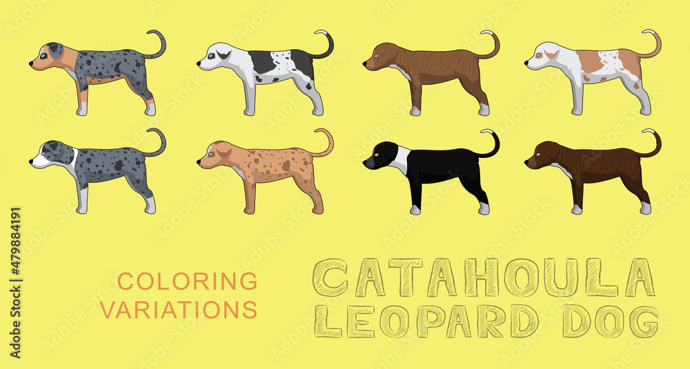 Obraz premium Dog Catahoula Leopard Dog Coloring Variations Cartoon Vector Illustration