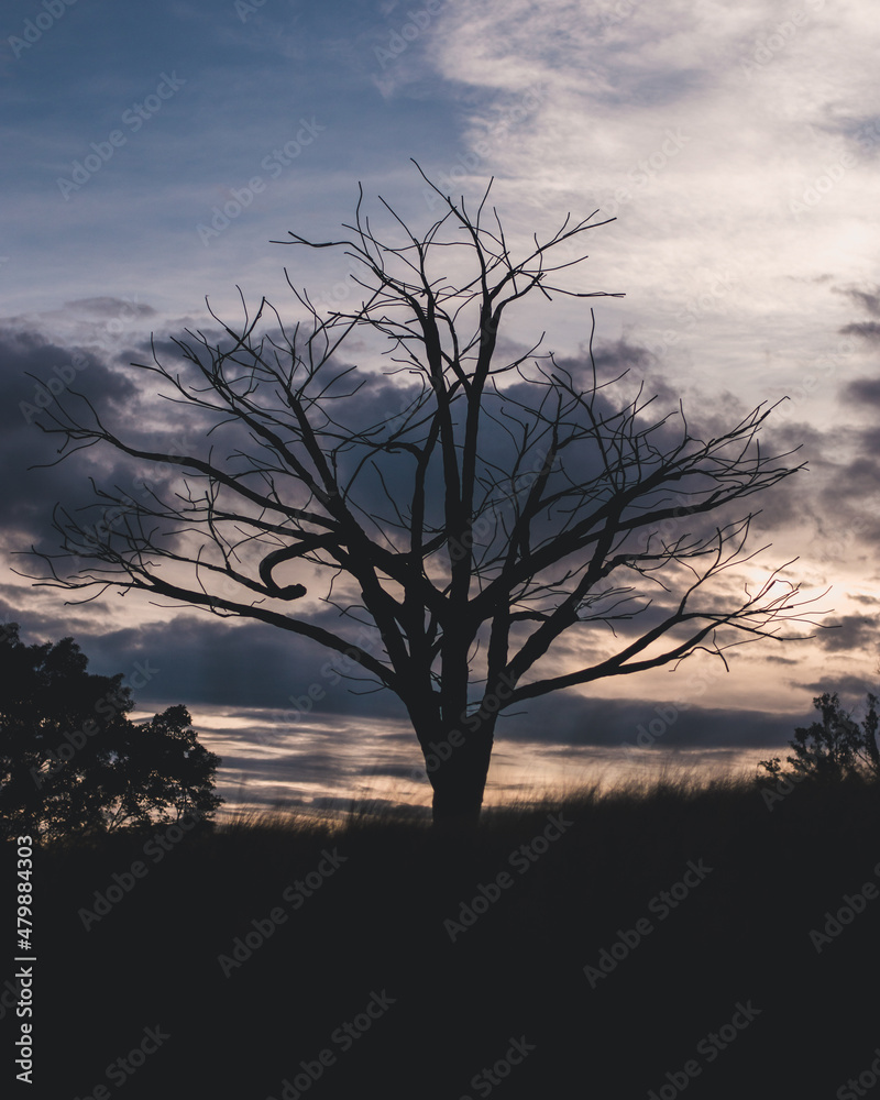 silhouette of tree