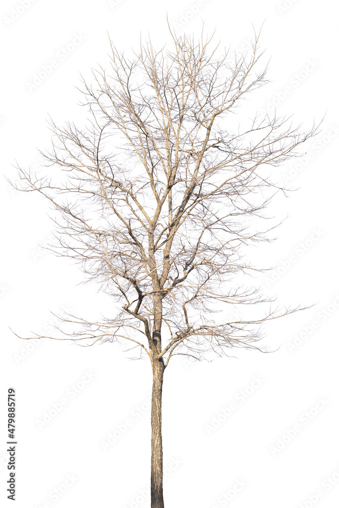 dry dead trees in autumn isolated on white background dry dead trees in autumn isolated on white background