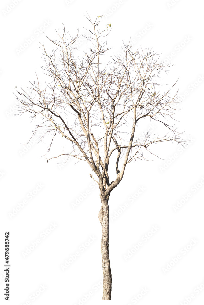 dry dead trees in autumn isolated on white background dry dead trees in autumn isolated on white background