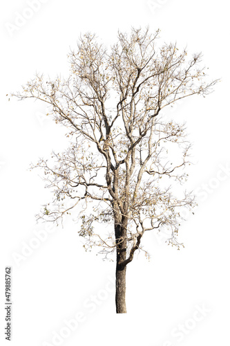 dry dead trees in autumn isolated on white background © คเณศ จันทร์งาม