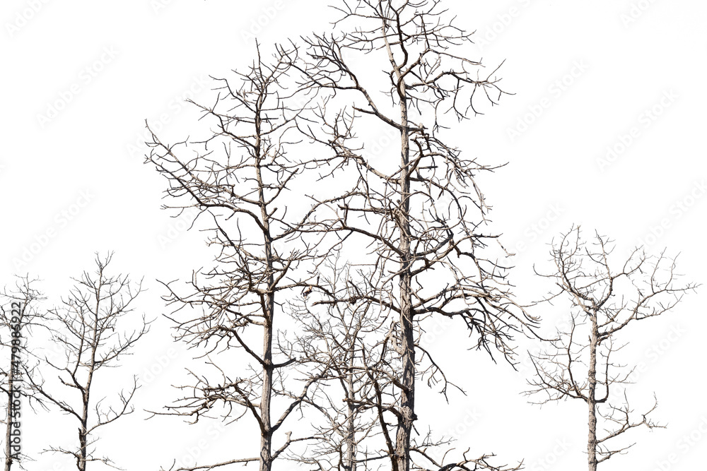 dry dead trees in autumn isolated on white background dry dead trees in autumn isolated on white background