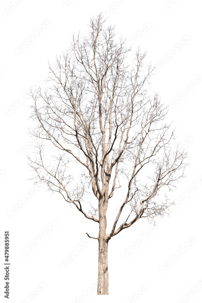 dry dead trees in autumn isolated on white background
