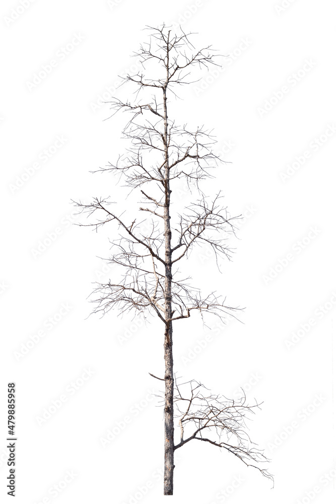 dry dead trees in autumn isolated on white background dry dead trees in autumn isolated on white background