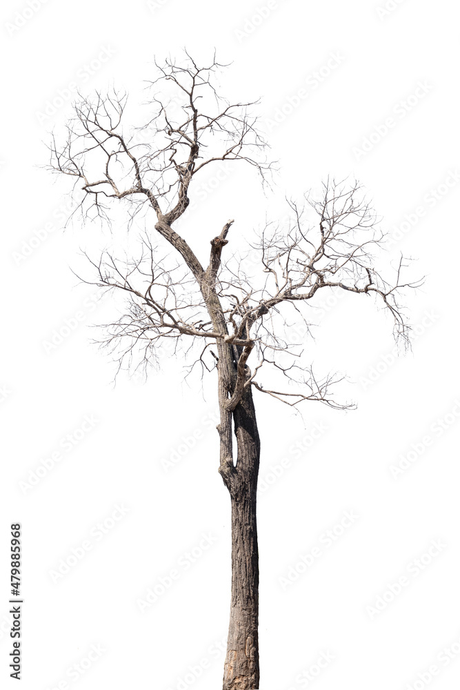Fototapeta premium dry dead trees in autumn isolated on white background