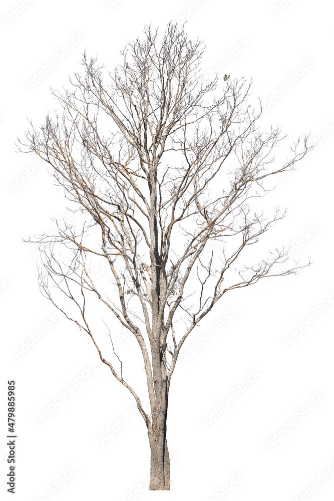 dry dead trees in autumn isolated on white background dry dead trees in autumn isolated on white background