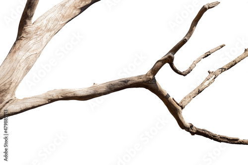Dry branches, white background