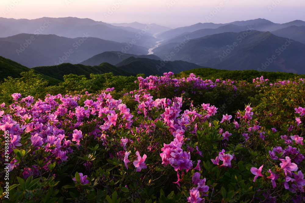 산에 핀 철쭉 Azaleas blooming in the mountains.
