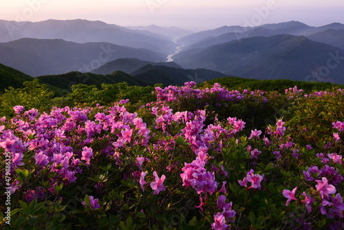                   Azaleas blooming in the mountains.