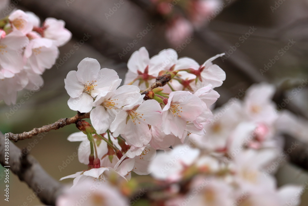 Obraz premium さくら