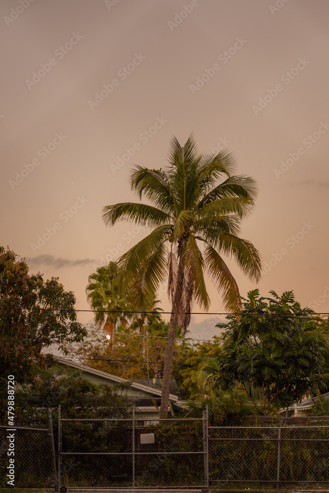trees at sunset Hause Miami Florida nature coconut tropical 
