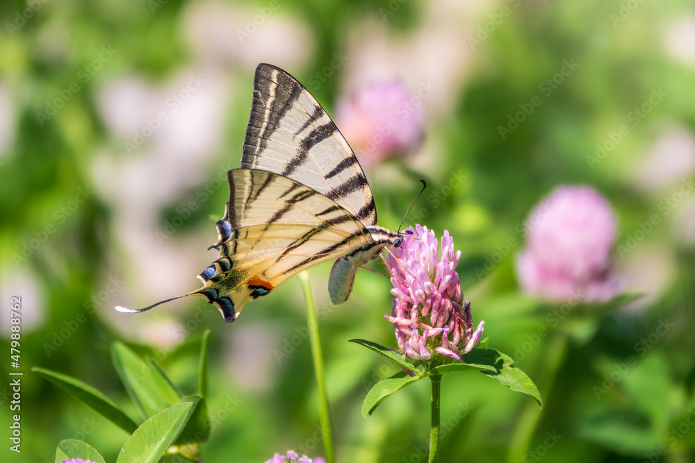 Beautiful Butterfly Scarce Swallowtail, Sail Swallowtail, Pear-tree Swallowtail, Podalirius. Latin name Iphiclides podaliriu. Butterfly collects nectar on flower. Beautiful Butterfly Scarce Swallowtail, Sail Swallowtail, Pear-tree Swallowtail, Podalirius. Latin name Iphiclides podaliriu. Butterfly collects nectar on flower.