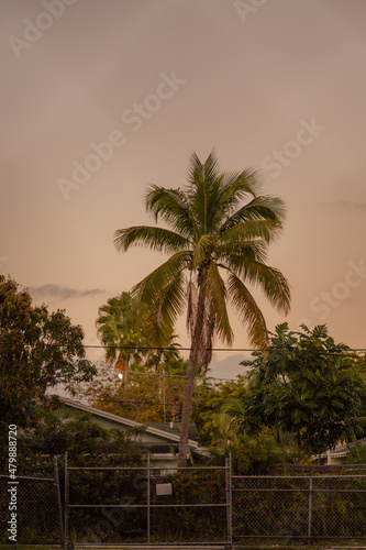 trees at sunset Hause Miami Florida nature coconut tropical  © Alberto GV PHOTOGRAP