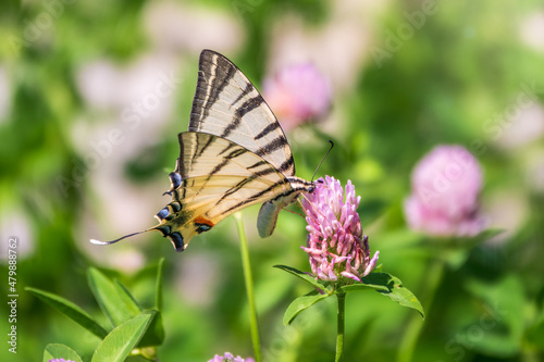 Beautiful Butterfly Scarce Swallowtail, Sail Swallowtail, Pear-tree Swallowtail, Podalirius. Latin name Iphiclides podaliriu. Butterfly collects nectar on flower.