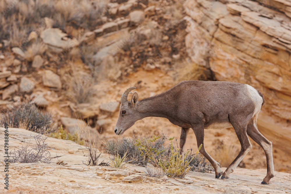 Obraz premium Desert bighorn sheep in red rock mountains