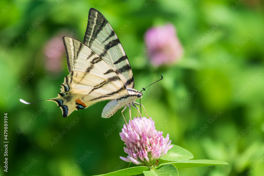 Beautiful Butterfly Scarce Swallowtail, Sail Swallowtail, Pear-tree Swallowtail, Podalirius. Latin name Iphiclides podaliriu. Butterfly collects nectar on flower. Beautiful Butterfly Scarce Swallowtail, Sail Swallowtail, Pear-tree Swallowtail, Podalirius. Latin name Iphiclides podaliriu. Butterfly collects nectar on flower.
