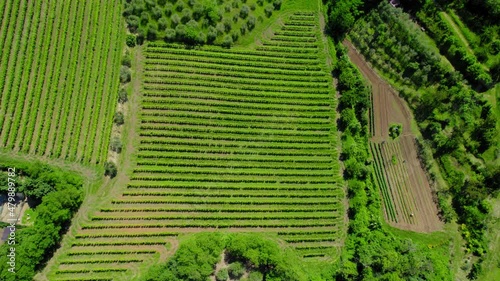 4k drone view of a wineyard