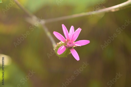 close up of pink flower