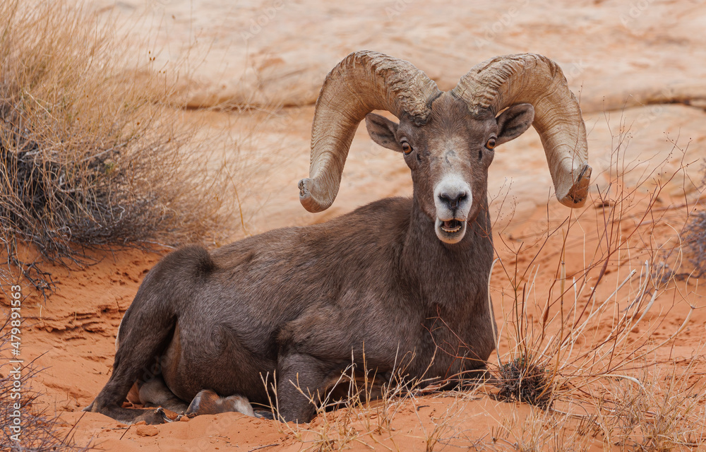 Desert bighorn sheep in red rock mountains Desert bighorn sheep in red rock mountains