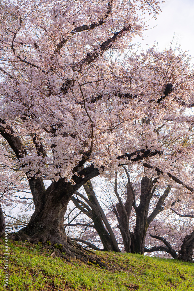 背割り堤の桜